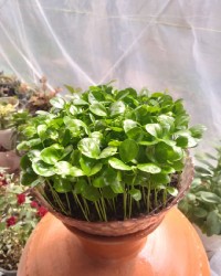 سبزه نارنج ۹۹