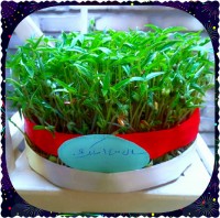 سبزه_عید ماش.......1400nawe year