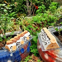 لطفا لایک کن خانم طلا♡