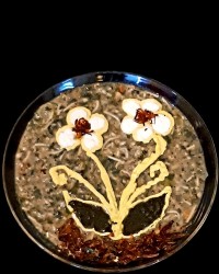 سیزده به در و آش رشته