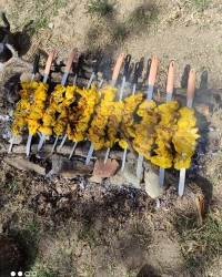 جوجه سیزده مون