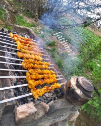 جوجه و طبیعت زیبای باغ?