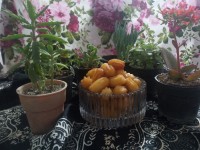 قرار پایونی با مصی