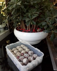 ویژه ماه رمضان حلوا کنجدی ونارگیلی ??