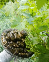 بفرمایید دلمه جان....