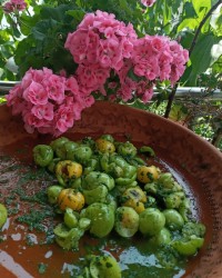 هلی دشکن و انبه دشکن امسال ما دوتا عکس آخر درخت انبه