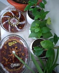 سلام دوستان گلم حلوا عمانی من جاتون سبز?