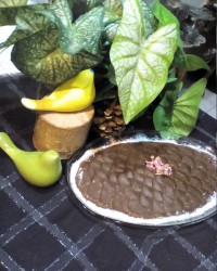 حلوا گردو (آغوز حلوا)