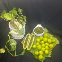 نمک سبز یادلار (درار)