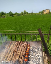 کباب گوشت ذغالی جاتون سبز دوستان کنار شالی زارمهمون