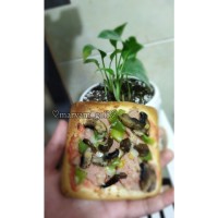 پیتزا تک نفره