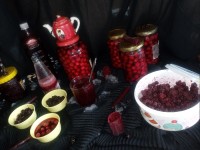 محصولات آلبالویی