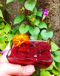 محصولات آلو