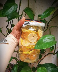 لیمو ترش شکری