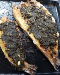 ماهی شکم پر، جای همگی سبز