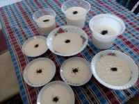 شیربرنج خیراتی برای اموات