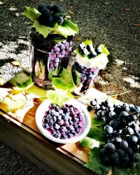 ترشی انگور سیاه