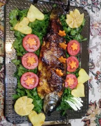 ماهی قزل آلا شکم پر