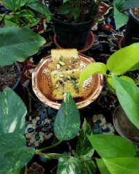 کیک تخته ای زعفرانی