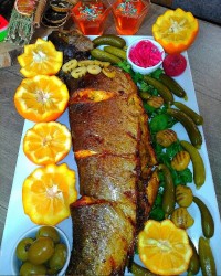 ماهی شکم پر شمالی