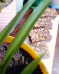 تی تاب خونگی