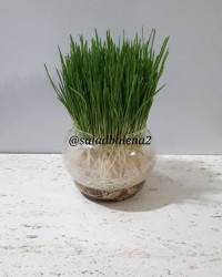 سبزه هفت سین