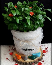 سبزه عید نوروز