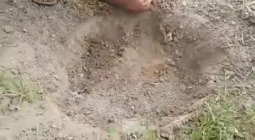 مرغ شکم پر ذغالی