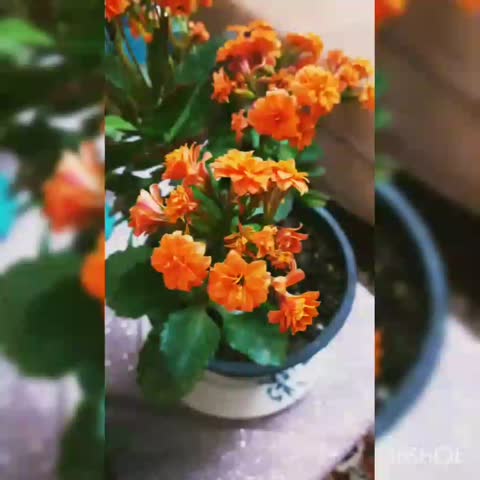 سفره هفت سین ۱۴۰۰