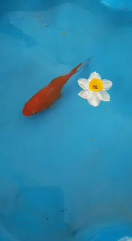 ویدیو سفره هفتسینم