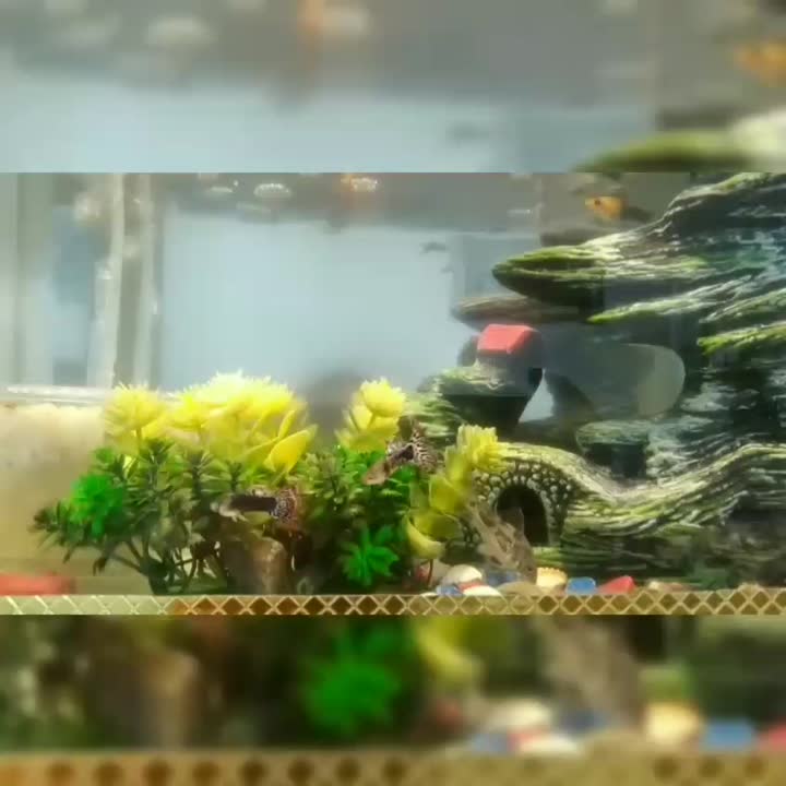 عیدتون مبارک