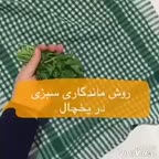 روش نگهداری سبزی
