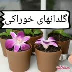 گلدانهای خوراکی