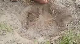 مرغ شکم پر ذغالی