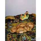 کاپ کیک موز و گردو بدون فر