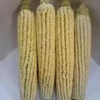 یه روش جالب برای پخت ذرت