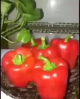 پودر پاپریکا