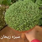 سبزه ریحان