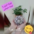 توپک خرمایی توپک انرژی زا