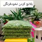بلانچ کردن نخود فرنگی