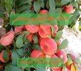 مربای هلو انجیری مجلسی