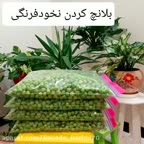 بلانچ کردن نخود فرنگی